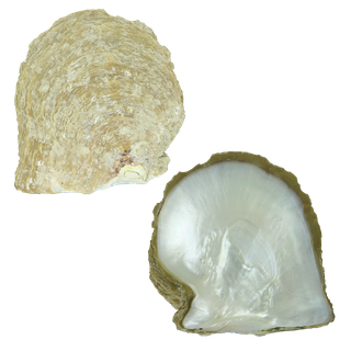 White Mother of Pearl Natural