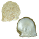White Mother of Pearl Natural
