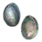 POLISHED SHELL - PAUA - BUFFED