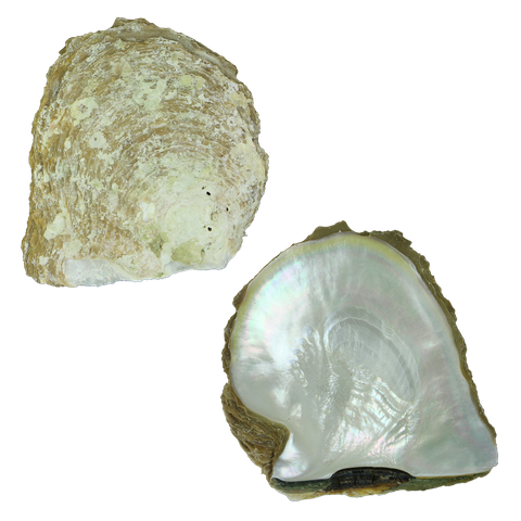 NATURAL SHELL - WHITE MOP - MIXED - GRADE B