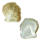 NATURAL SHELL - WHITE MOP - GRADE A - FLAT SIDE