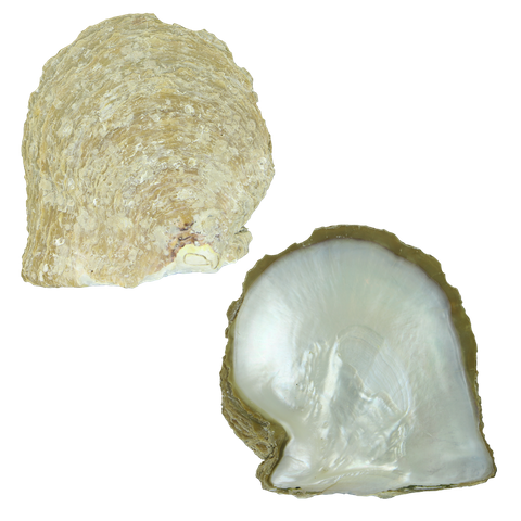 NATURAL SHELL - WHITE MOP - GRADE A - CURVED SIDE