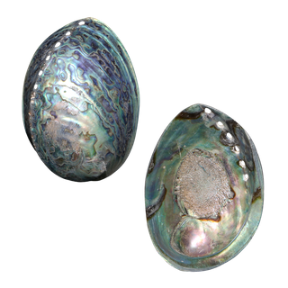 POLISHED SHELL - PAUA - SUPREME PLUS - BUFFED (165MM+)