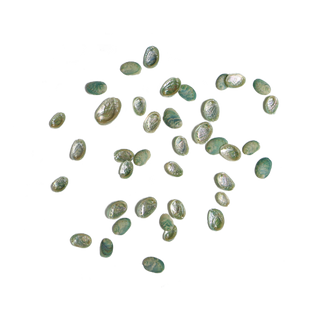 NATURAL SHELL - JUVENILE PAUA - EXTRA SMALL 8-15MM (20PCS)