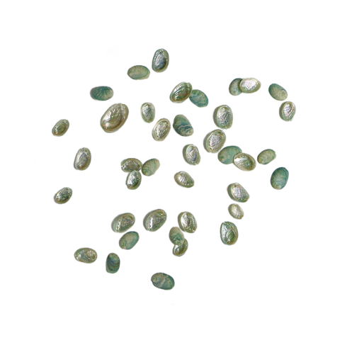 NATURAL SHELL - JUVENILE PAUA - EXTRA SMALL 8-15MM (20PCS)