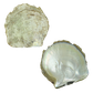 NATURAL SHELL - GOLD MOP - GRADE A - CURVED SIDE