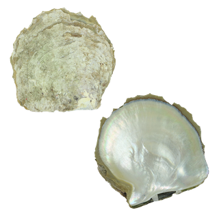 NATURAL SHELL - GOLD MOP - GRADE A - CURVED SIDE - 400-500G