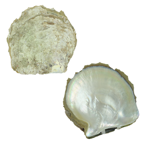NATURAL SHELL - GOLD MOP - GRADE A - CURVED SIDE - 400-500G