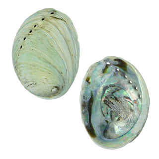 NATURAL SHELL - JUVENILE PAUA - EXTRA LARGE 60MM+(20PCS)