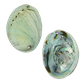 NATURAL SHELL - JUVENILE PAUA - FARMED