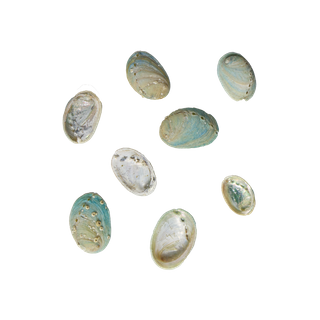 NATURAL SHELL - JUVENILE PAUA - SMALL 15-30MM (20PCS)