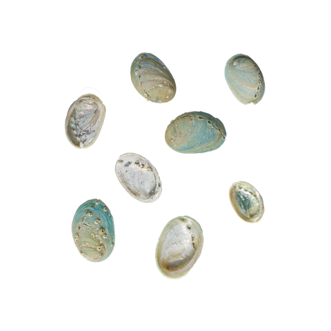 NATURAL SHELL - JUVENILE PAUA - SMALL 15-30MM (20PCS)