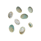 NATURAL SHELL - JUVENILE PAUA - FARMED