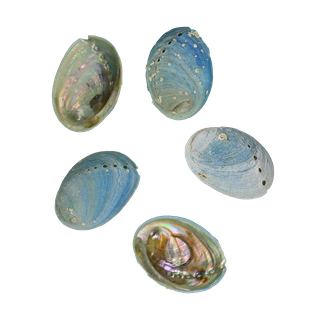 NATURAL SHELL - JUVENILE PAUA - LARGE 45-60MM (20PCS)