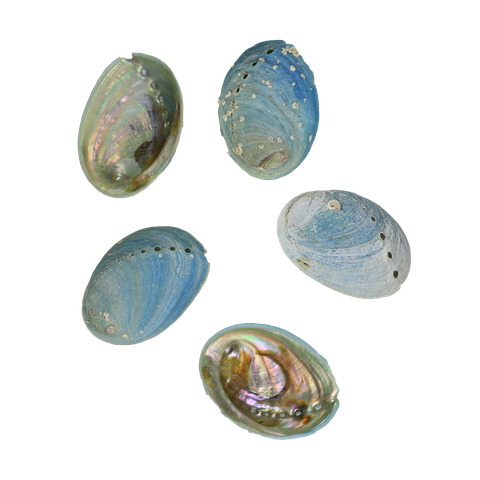 NATURAL SHELL - JUVENILE PAUA - LARGE 45-60MM (20PCS)