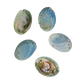 NATURAL SHELL - JUVENILE PAUA - FARMED