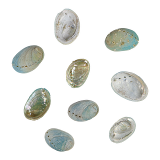 NATURAL SHELL - JUVENILE PAUA - MEDIUM 30-45MM (20PCS)