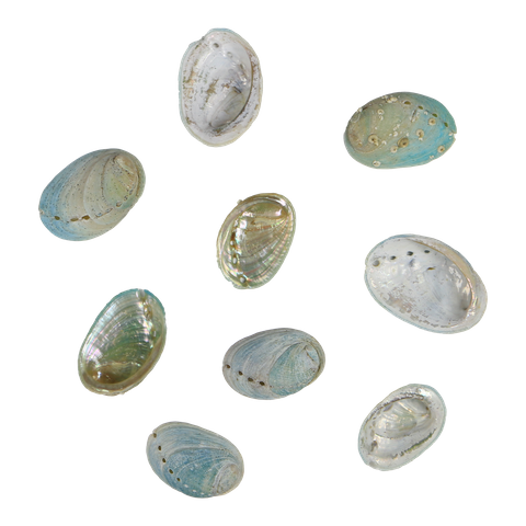 NATURAL SHELL - JUVENILE PAUA - MEDIUM 30-45MM (20PCS)