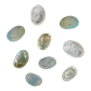 NATURAL SHELL - JUVENILE PAUA - FARMED