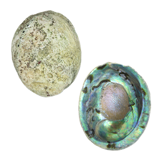 NATURAL SHELL - PAUA - JEWELLERY HEAVY - HANDSELECTED BLUE - 350-400G (140-180MM)