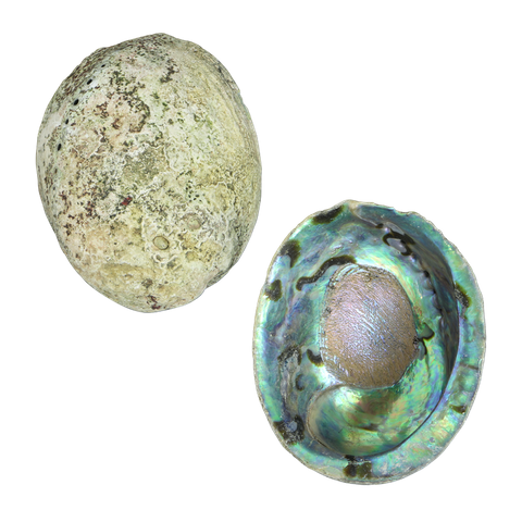 NATURAL SHELL - PAUA - JEWELLERY HEAVY - HANDSELECTED BLUE - 350-400G (140-180MM)