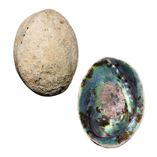 NATURAL SHELL - PAUA - JEWELLERY HEAVY - HANDSELECTED BLUE - 400G+ (140-180MM)