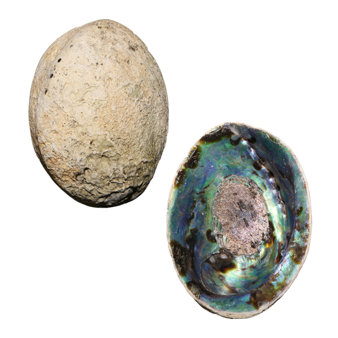 NATURAL SHELL - PAUA - JEWELLERY HEAVY - HANDSELECTED BLUE - 400G+ (140-180MM)
