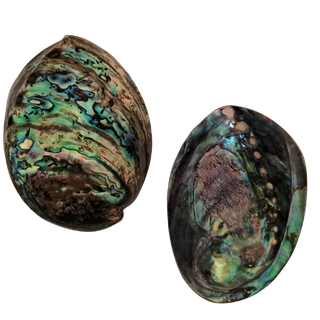 POLISHED SHELL - PAUA - B GRADE WORMY