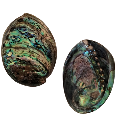POLISHED SHELL - PAUA - B GRADE -  VALUE OPTION