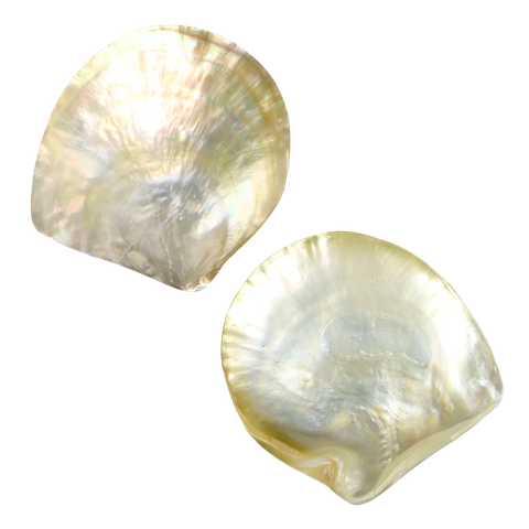 POLISHED SHELL - GOLD WHITE MOP - BUFFED