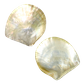 POLISHED SHELL - GOLD WHITE MOP - BUFFED