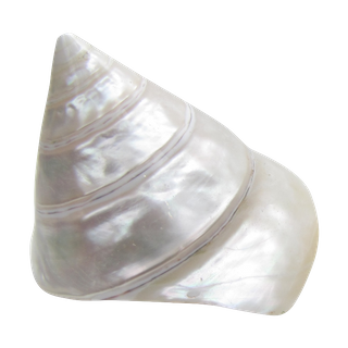 POLISHED SHELL - TROCHUS - PREMIUM - 80-120MM