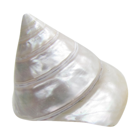 POLISHED SHELL - TROCHUS - PREMIUM - 80-120MM