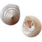 POLISHED SHELL - TROCHUS