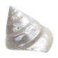 POLISHED SHELL - TROCHUS