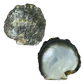 NATURAL SHELL - BLACK MOP - GRADE A