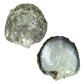 NATURAL SHELL - BLACK MOP - GRADE B