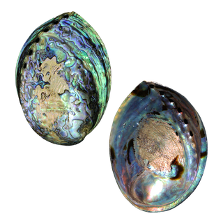 POLISHED SHELL - PAUA - PREMIUM - LACQUER COATED (120-150MM)