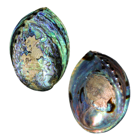 POLISHED SHELL - PAUA - PREMIUM - LACQUER COATED (120-150MM)