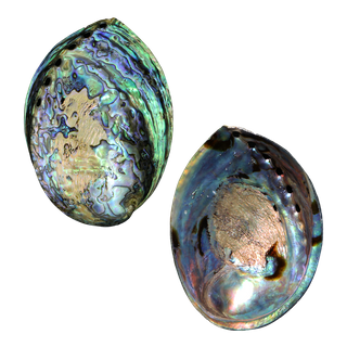 POLISHED SHELL - PAUA - PREMIUM - LACQUER COATED (120-150MM) PACK OF 10
