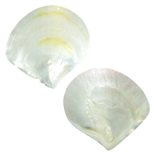 POLISHED SHELL - WMOP - PREMIUM - BUFFED 80-100MM