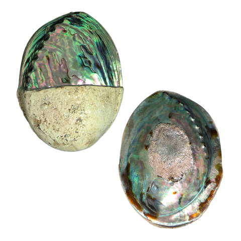 POLISHED SHELL - PAUA - SUPREME - HALF/HALF (150-165MM)