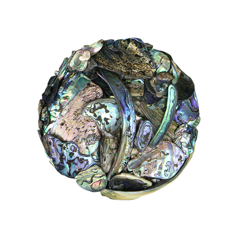 NZ Abalone Paua Shell - Satin - Unsorted