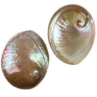 POLISHED SHELL - AUSTRALIAN ABALONE-SUPREME LACQUER COATED- (150-165MM)