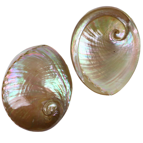 POLISHED SHELL - AUSTRALIAN ABALONE-SUPREME LACQUER COATED- (150-165MM)