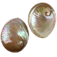 Australian Abalone-Polished Lacquer Coated