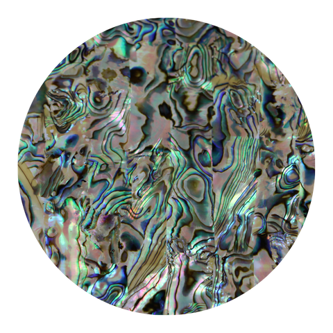 NZ Abalone Paua Shell Natural Light