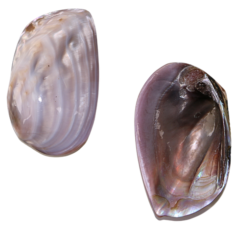 POLISHED SHELL - PINK BANK CLIMBER (PLECTOMERUS DOMBEYANUS)-100-140MM