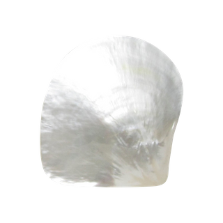 POLISHED SHELL - WHITE MOP - PETITE - BUFFED <100MM