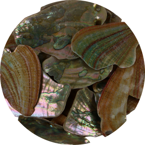 Pink Abalone Shell - Satin - Large 50-80mm